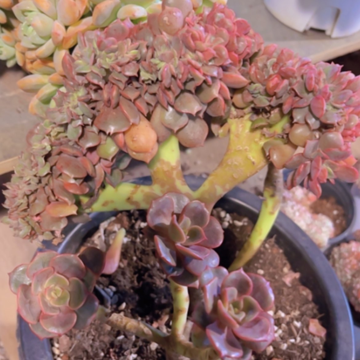 【闪购商品】大红袍缀24344