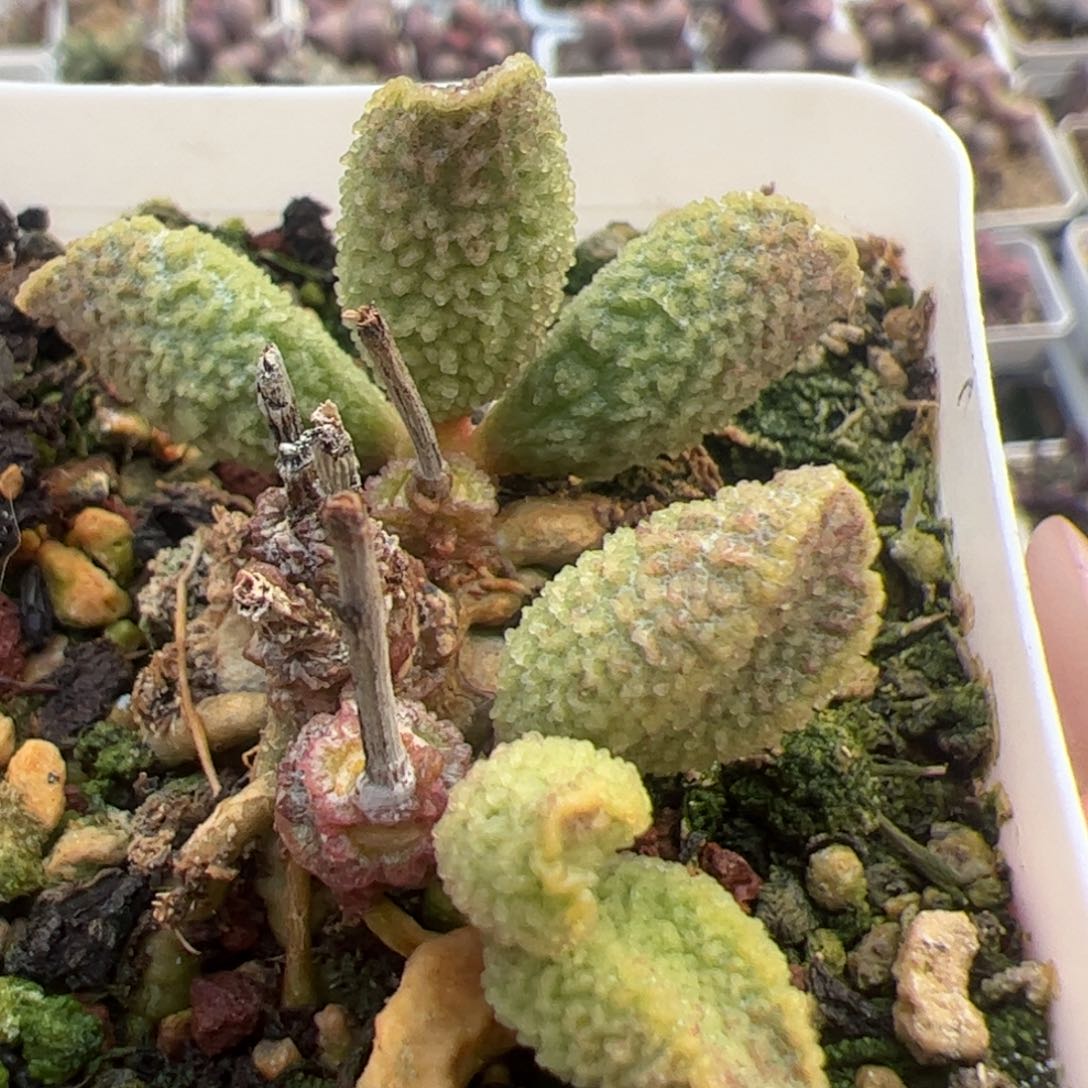 实生多头纯木质桩多肉植物水泡多肉植物
