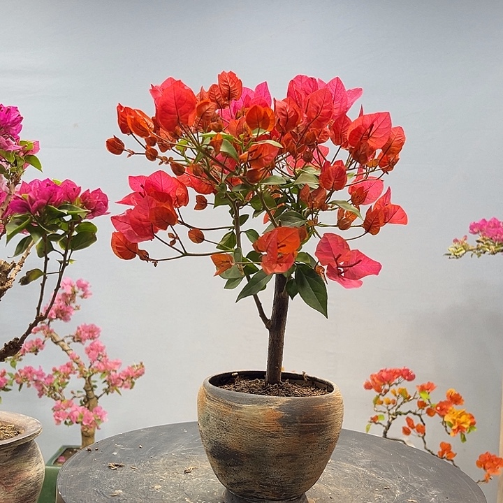 完全开放三角梅一物一拍