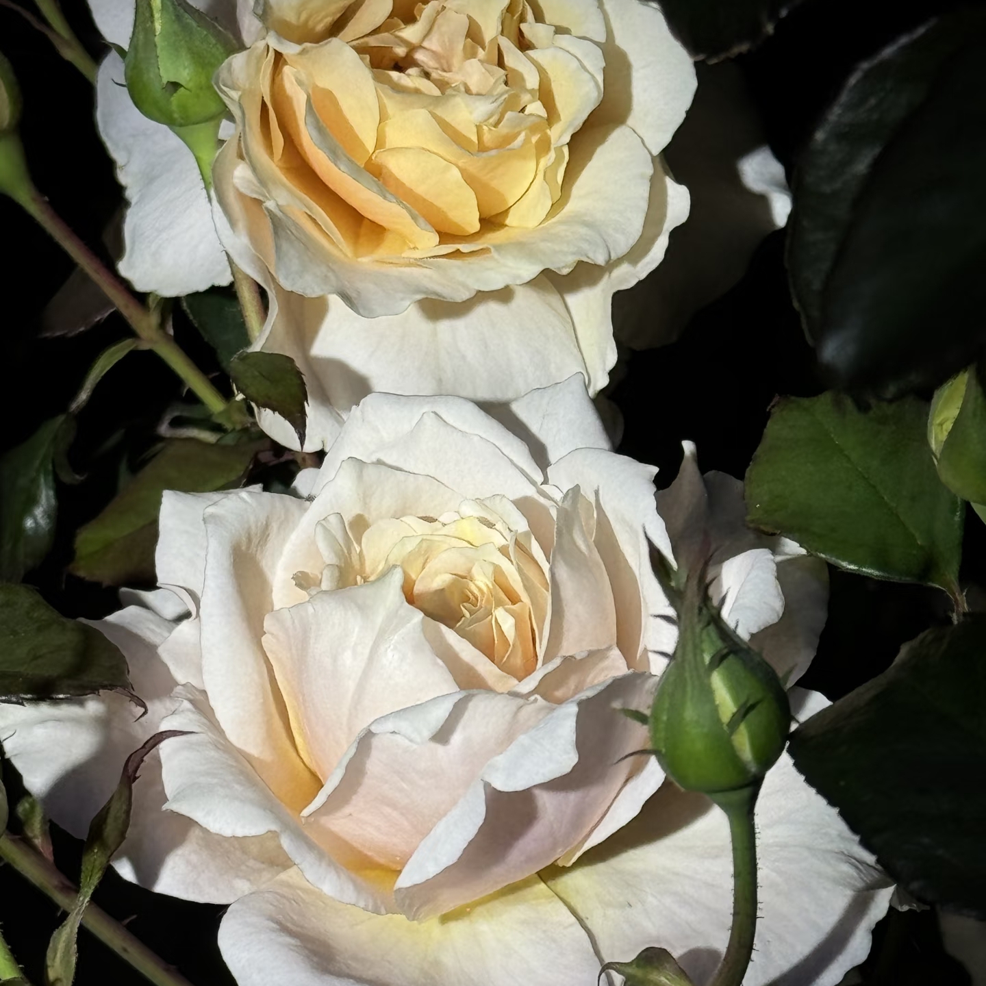 木村卓功   园丁老班杏橙色大花老园丁庭院月季（1+根接土球发货）