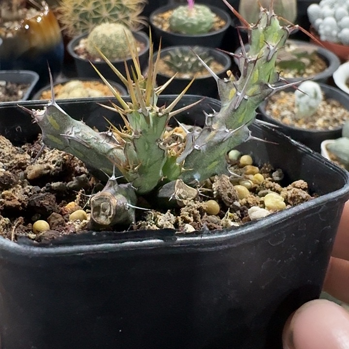 巫师大戟实生块根