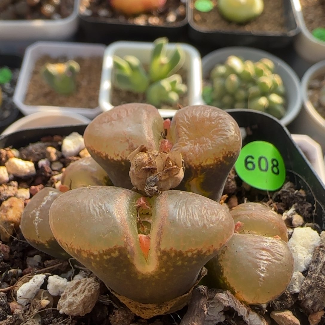 四头瑕疵多肉植物608