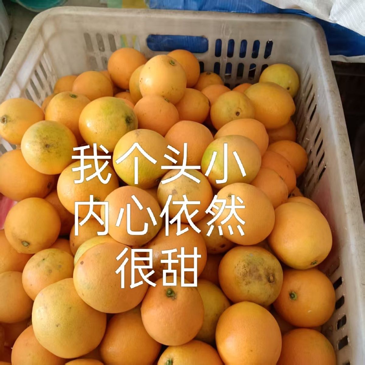 【513677-04】现采现发正宗赣南脐橙新鲜采摘安远脐橙小果花皮果