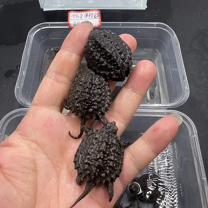 不分公母小鳄龟次品