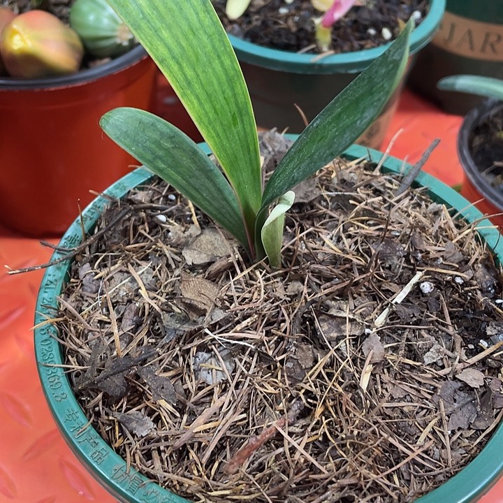 阳***戈完全开放君子兰四季开花稀释甲醛