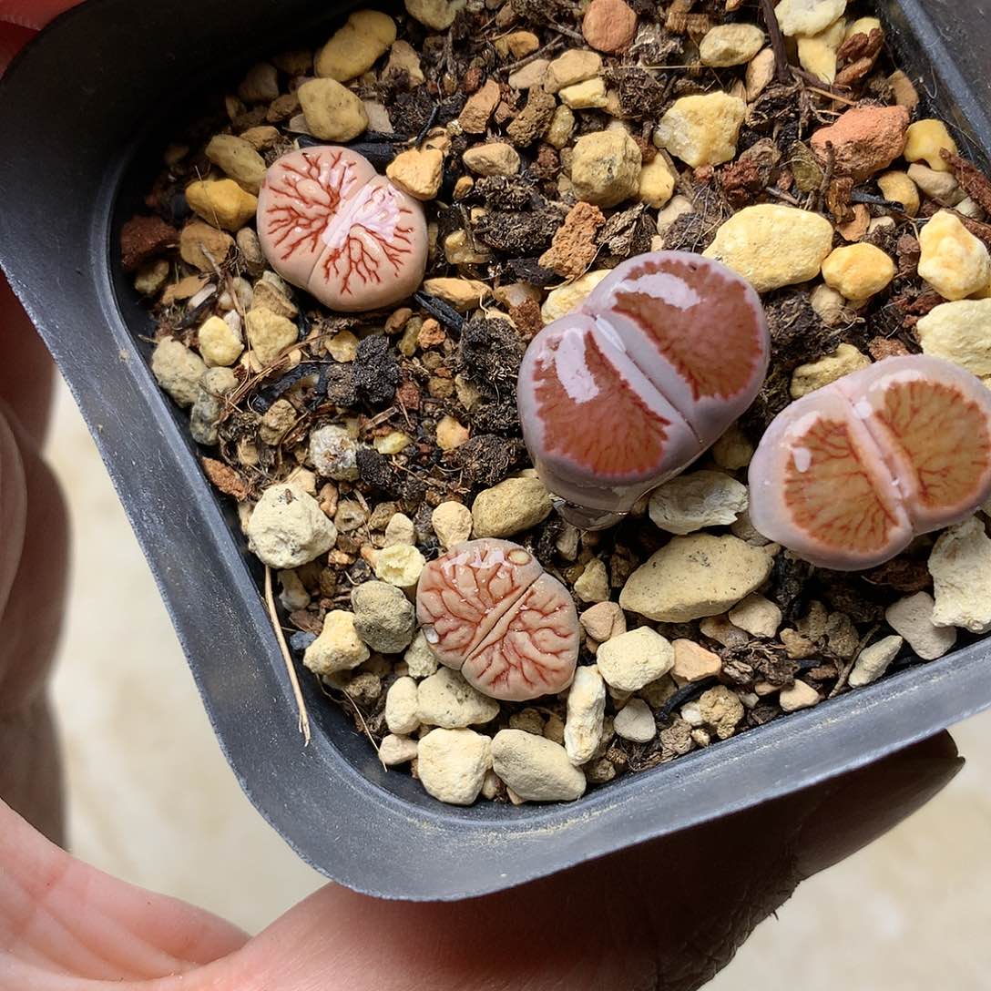 T236多肉植物保护