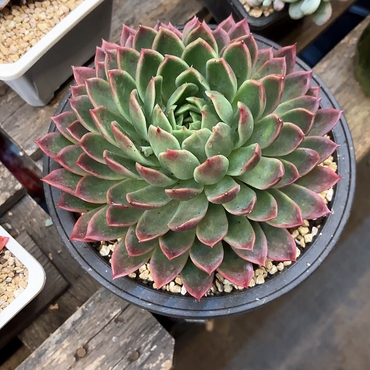 多肉植物，红女巫