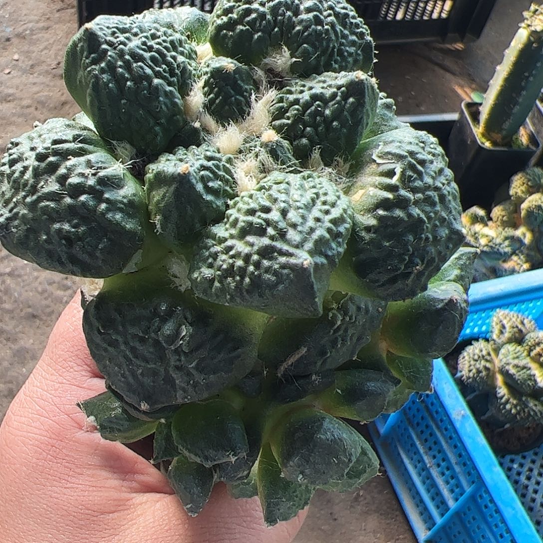 无花朵福利颗粒龟甲牡丹群005