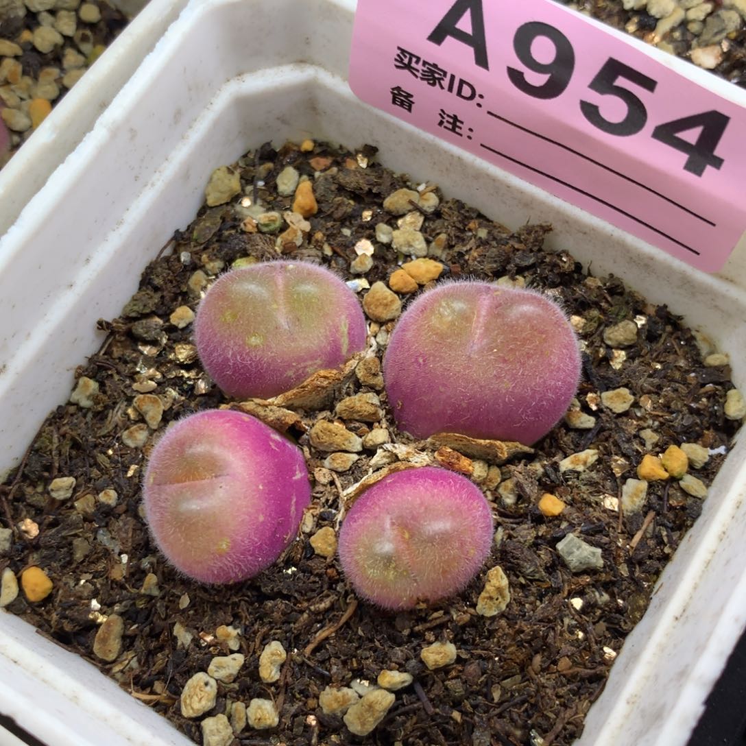 a954毛翠滴母本一颗