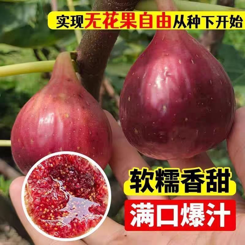 【精品无花果树苗】阳台庭院南北方均可栽种，摘叶摘果发货
