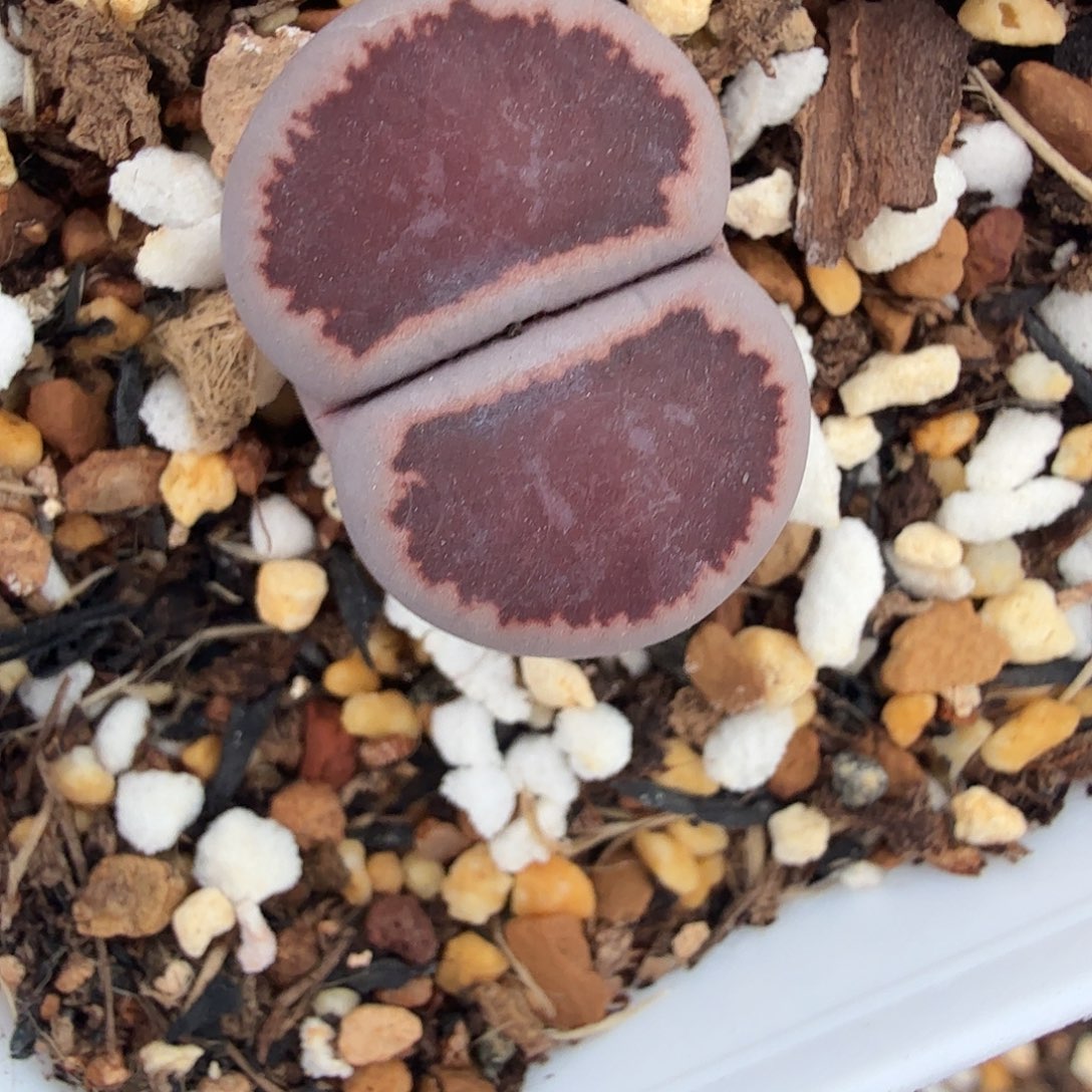 是一个不想被束缚到自己487不