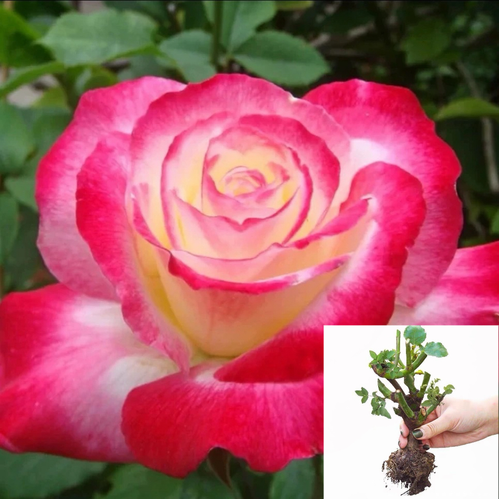 【红双喜】玫瑰花苗大花浓香四季开花卉盆栽切花月季花月季耐寒植物