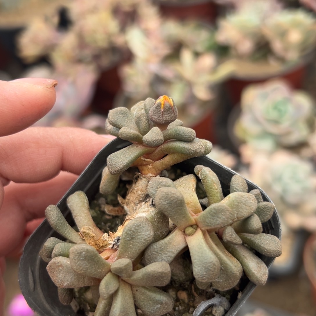 多肉植物唐扇开花