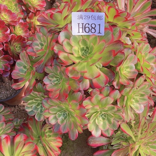 681安娜多肉植物