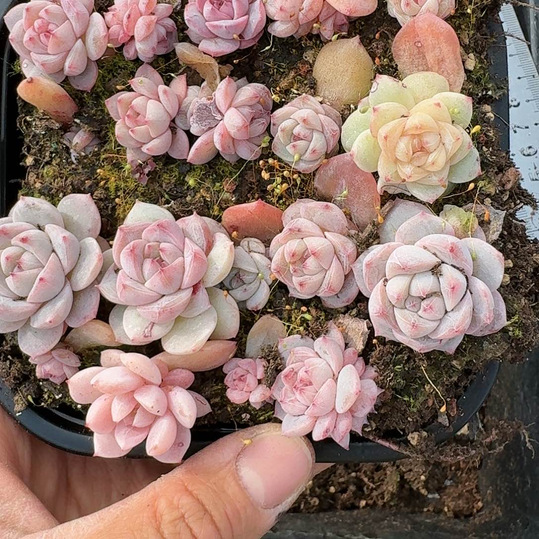 杂交新品珍妮多肉145