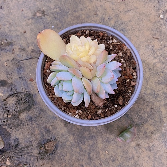 川***主橙子锦多肉植物