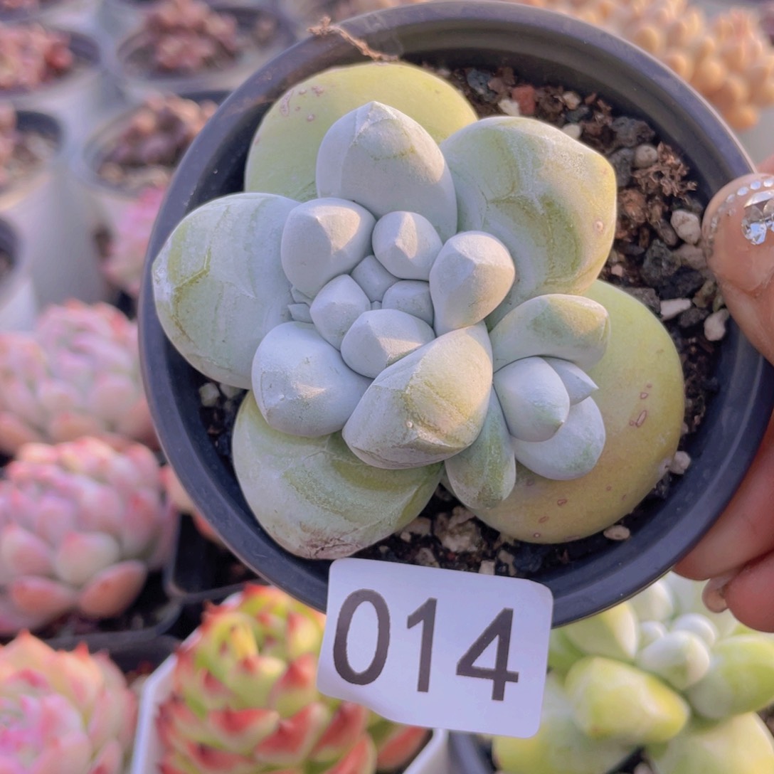 多肉植物拇指老桩