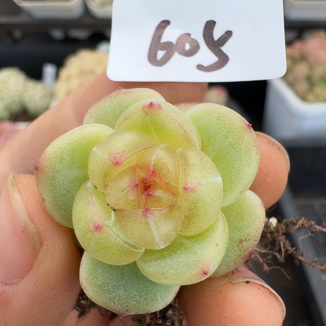 一物一拍一物一拍1213-605