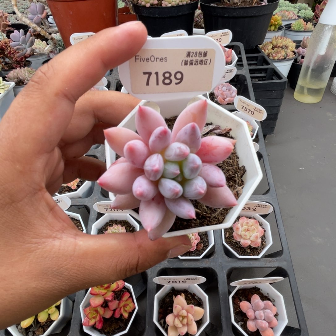 7189所罗门4.0厘米