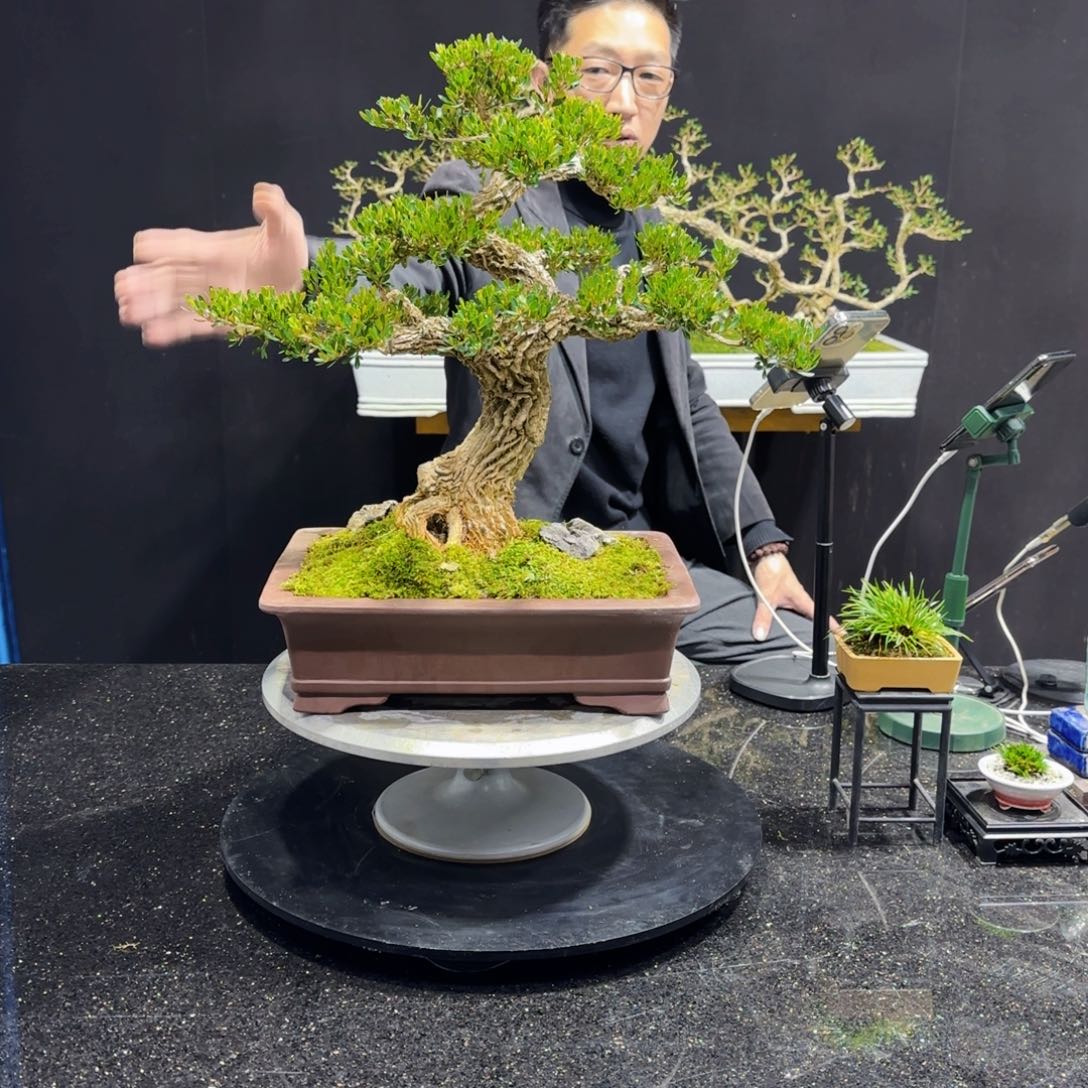 黄杨室内室外盆景艺术