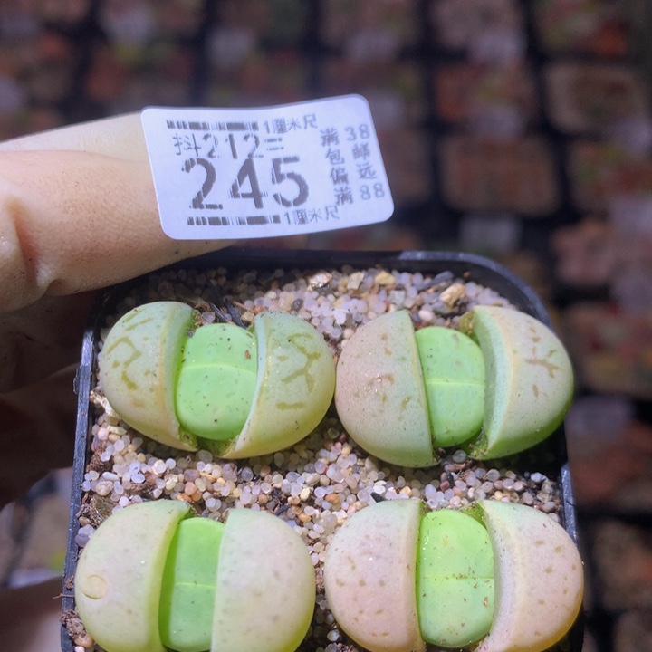 石头花多肉212.245