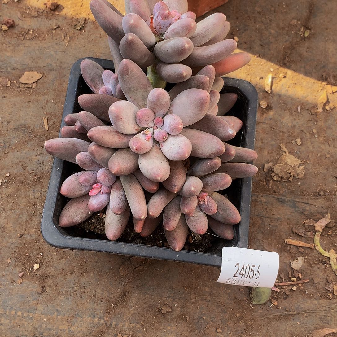 请***”乌拉奶24056吨肉多肉