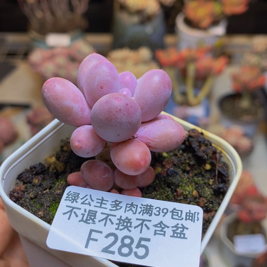 285香水手指奶多肉3c m