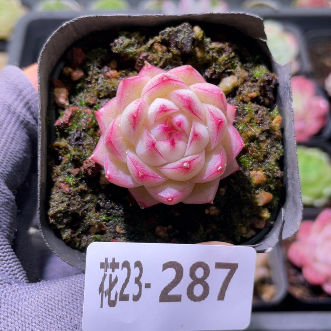 花利美23-287女王玫瑰