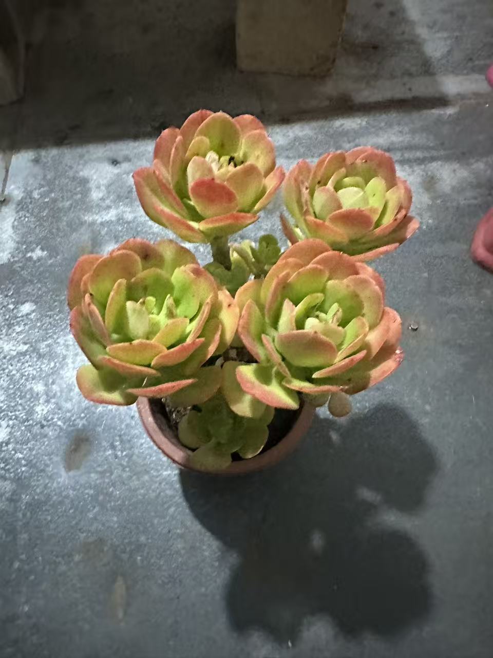 精品多肉老桩【红梅玫瑰】精品【轻微断枝不售后】