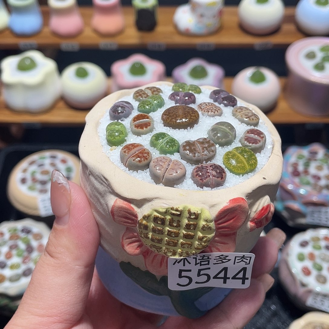 带盆土植物 一物一拍5544盆微瑕