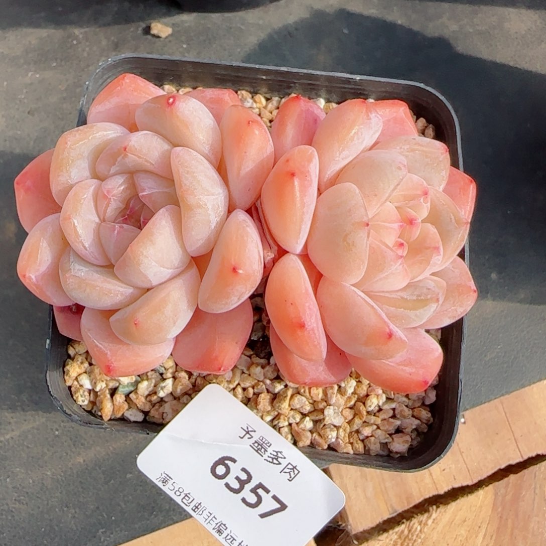 厚梦，6357多肉植物