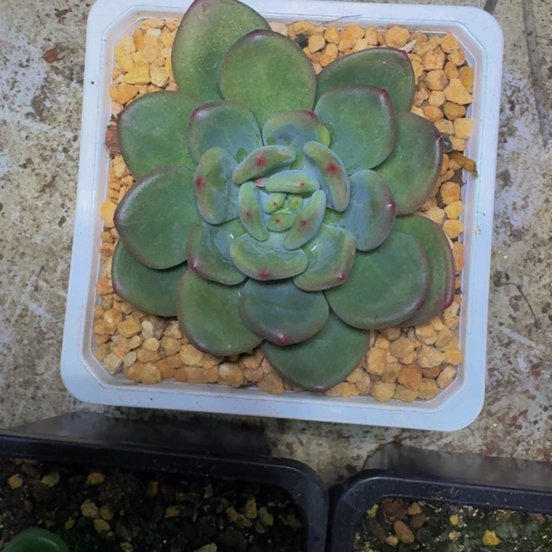 橘落 单头 一物一拍