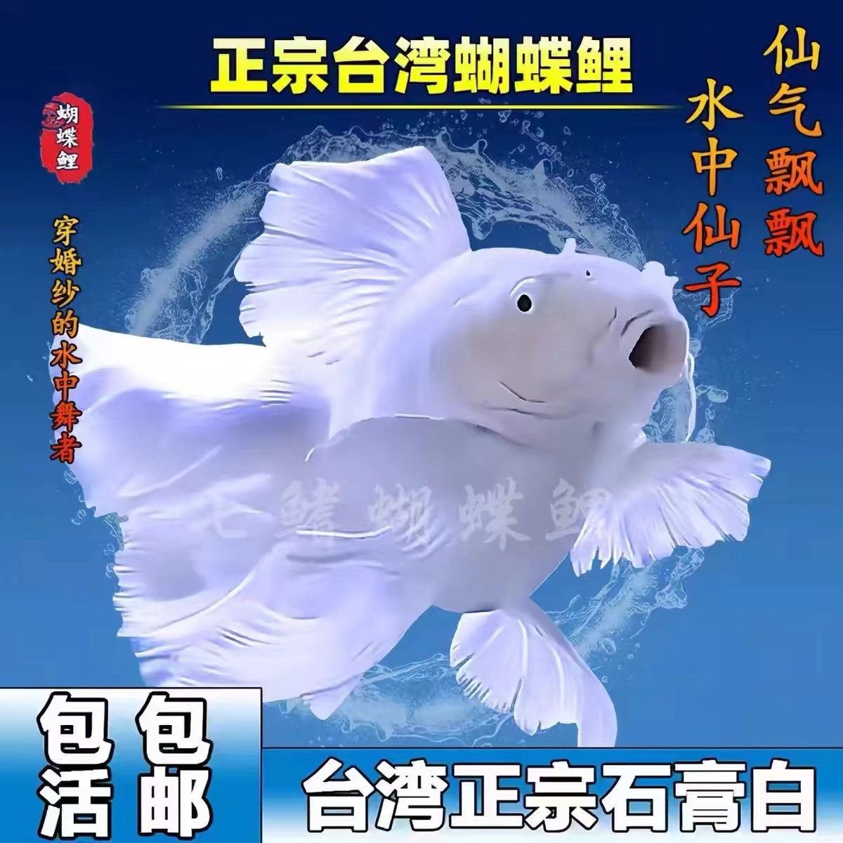 台湾狮子头纯种蝴蝶鲤【包活】赛级白短球观赏鱼好养耐活活体发