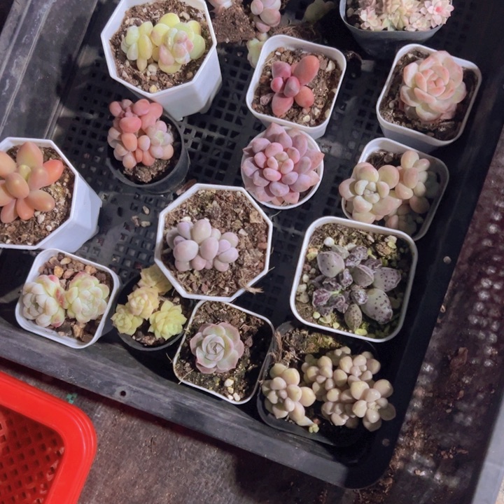 凌****o专拍多肉植物大战