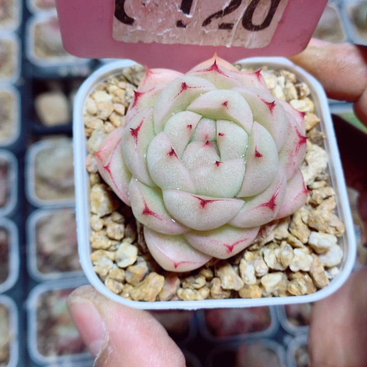 麦秆5cm多肉植物