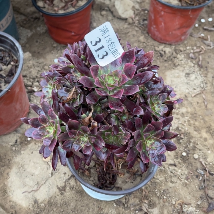 313蒙娜丽莎手捧1号