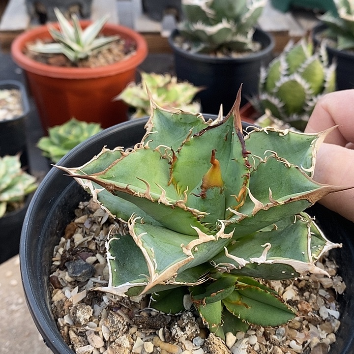 星空带有侧芽。          