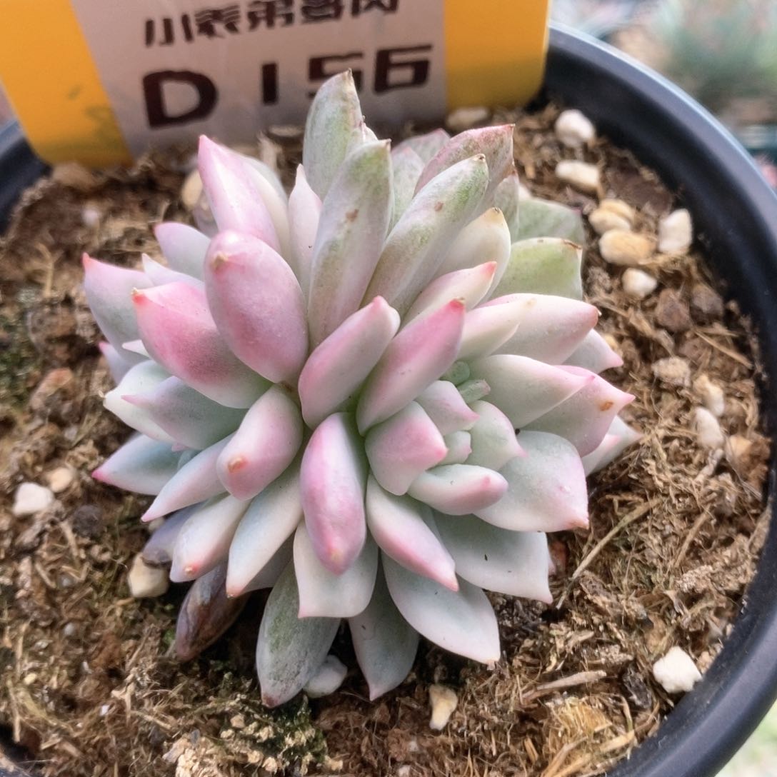 D156青苹果锦锦锦锦锦