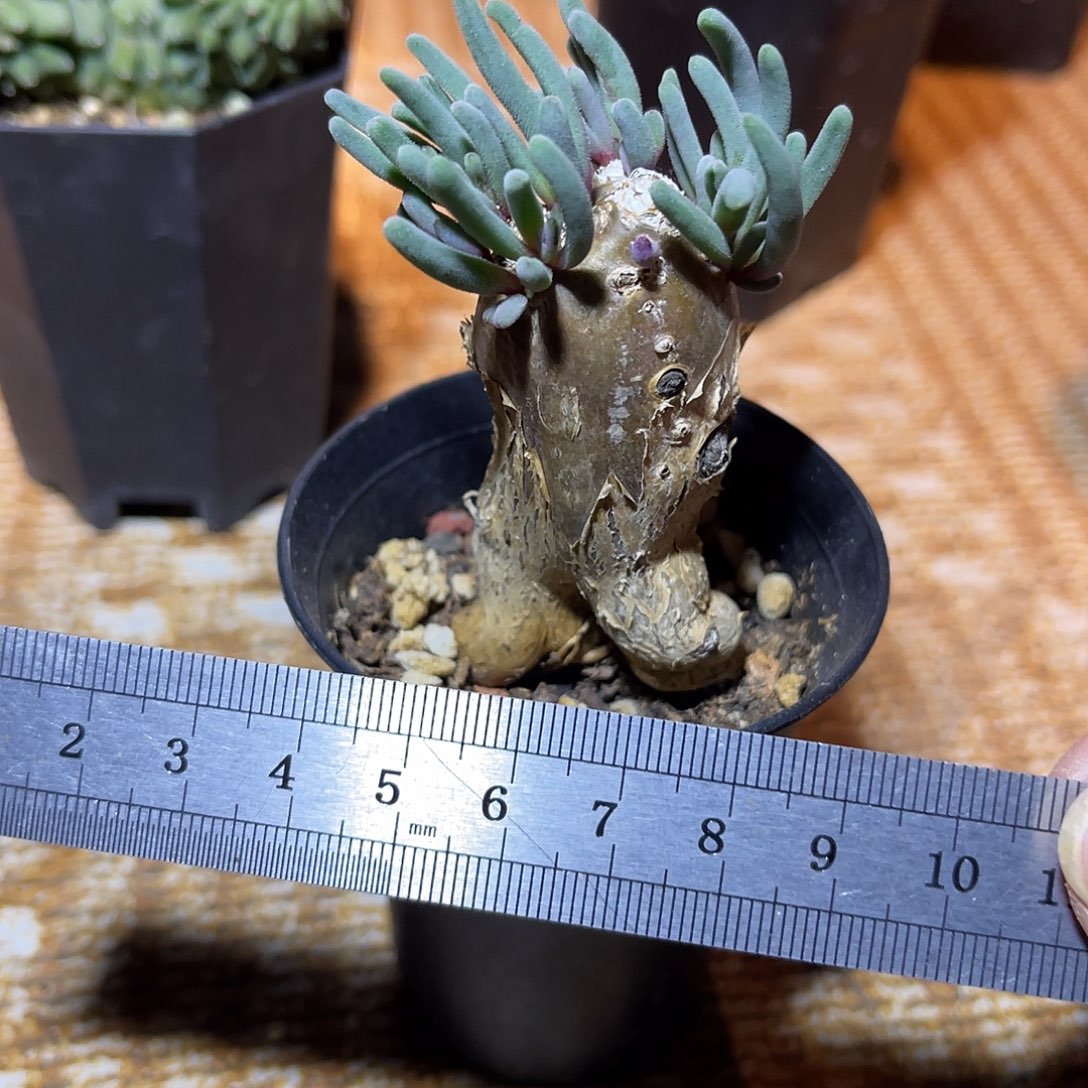 实生淡清霜块根一物一拍