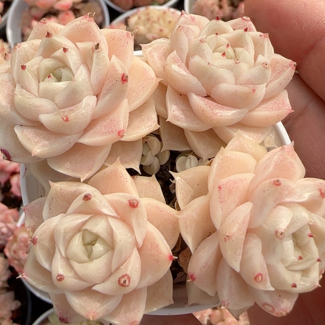 【闪购商品】0122-39山茶花麦杆