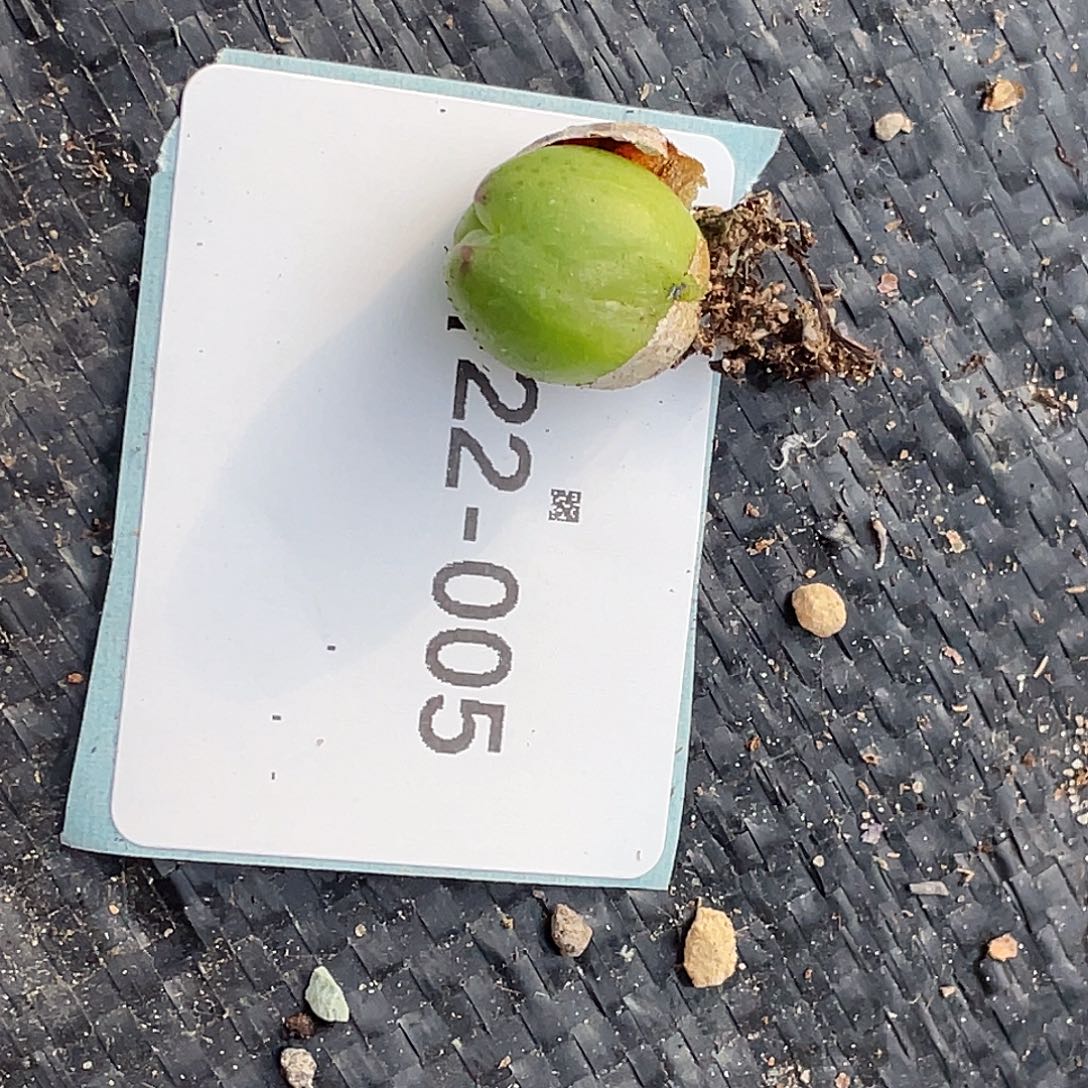 别****22-5肉锥多肉植物