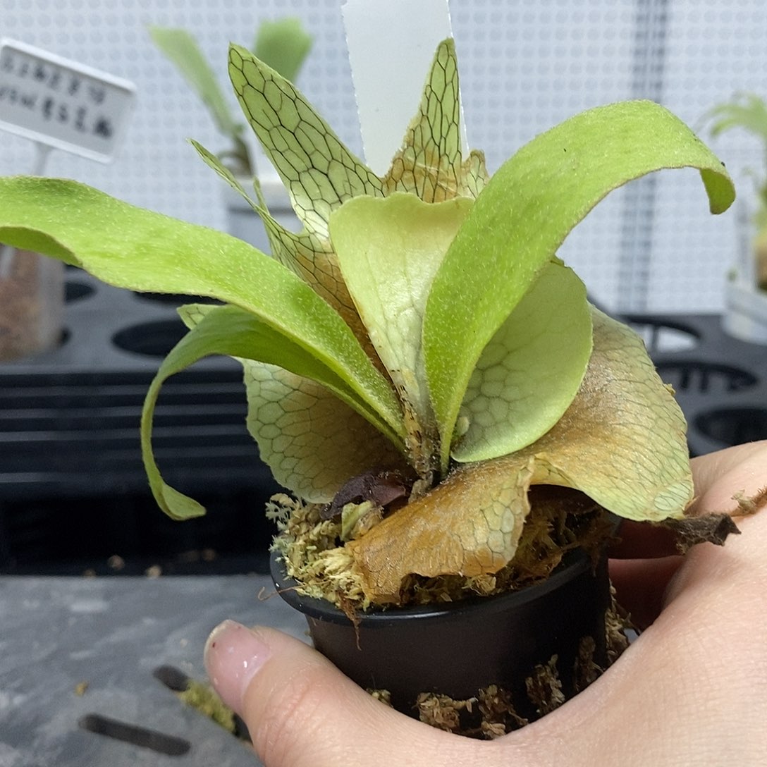 无花朵lisa银鹿鹿角蕨