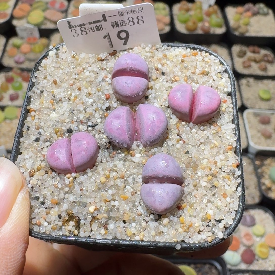 Ssss好货也福利便宜19