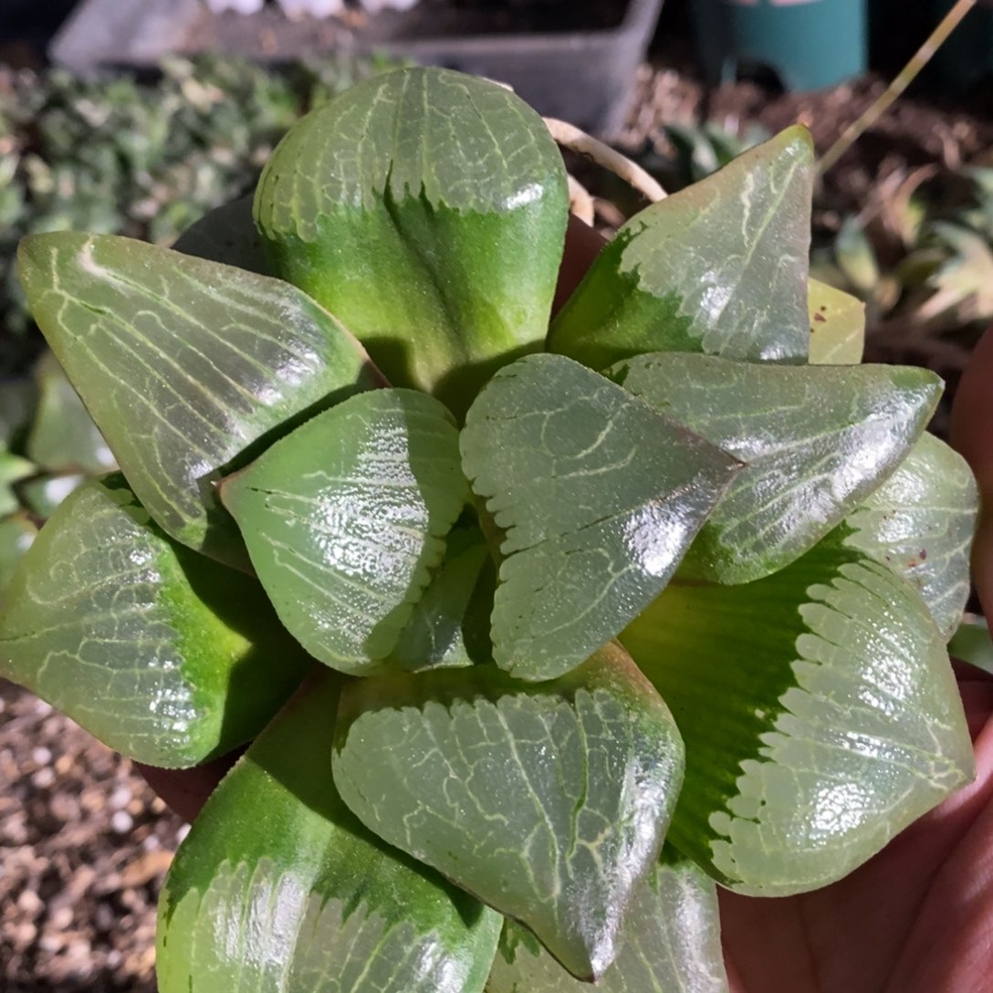 2466  一颗超大糯阿 超级福利