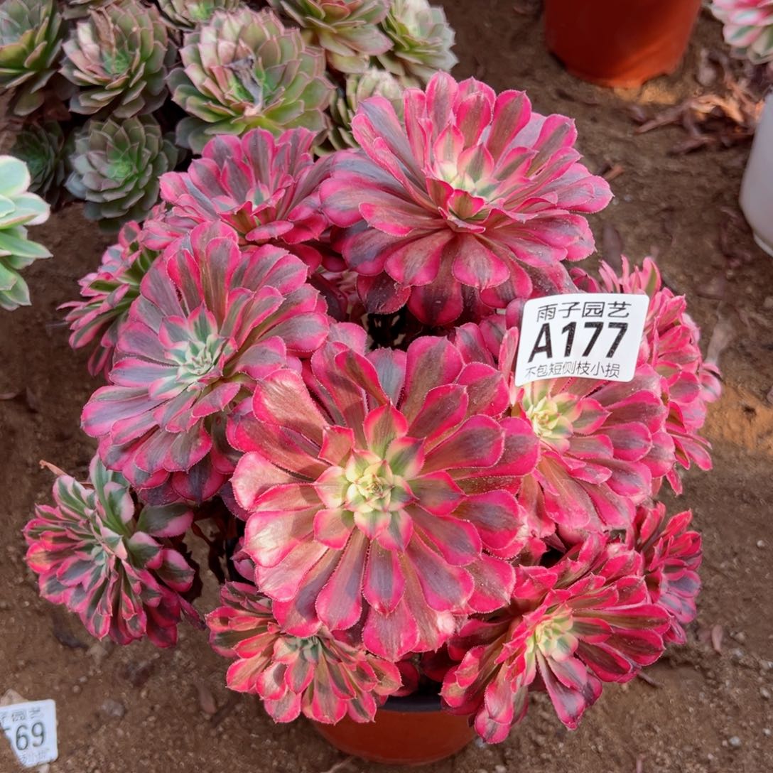 177红彤白尺寸20左右