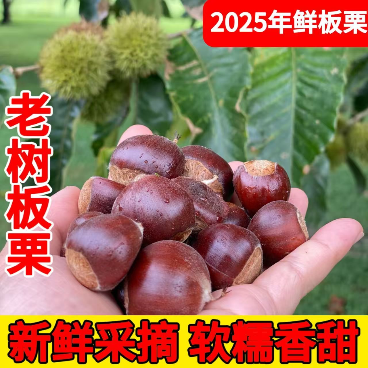 5斤送开口器/云南高原当季野生板栗高山老品种生板栗毛栗子去刺壳
