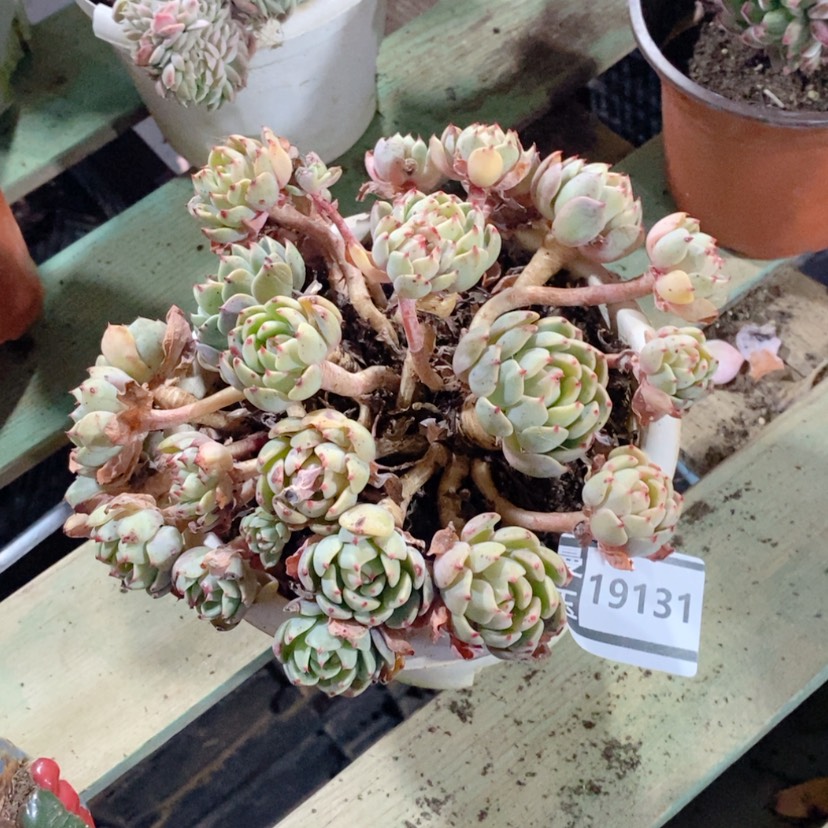 【闪购商品】娜娜小沟19131