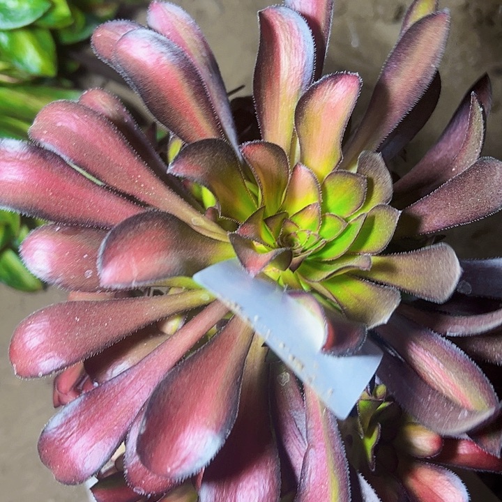 魅力多肉植物法师5234