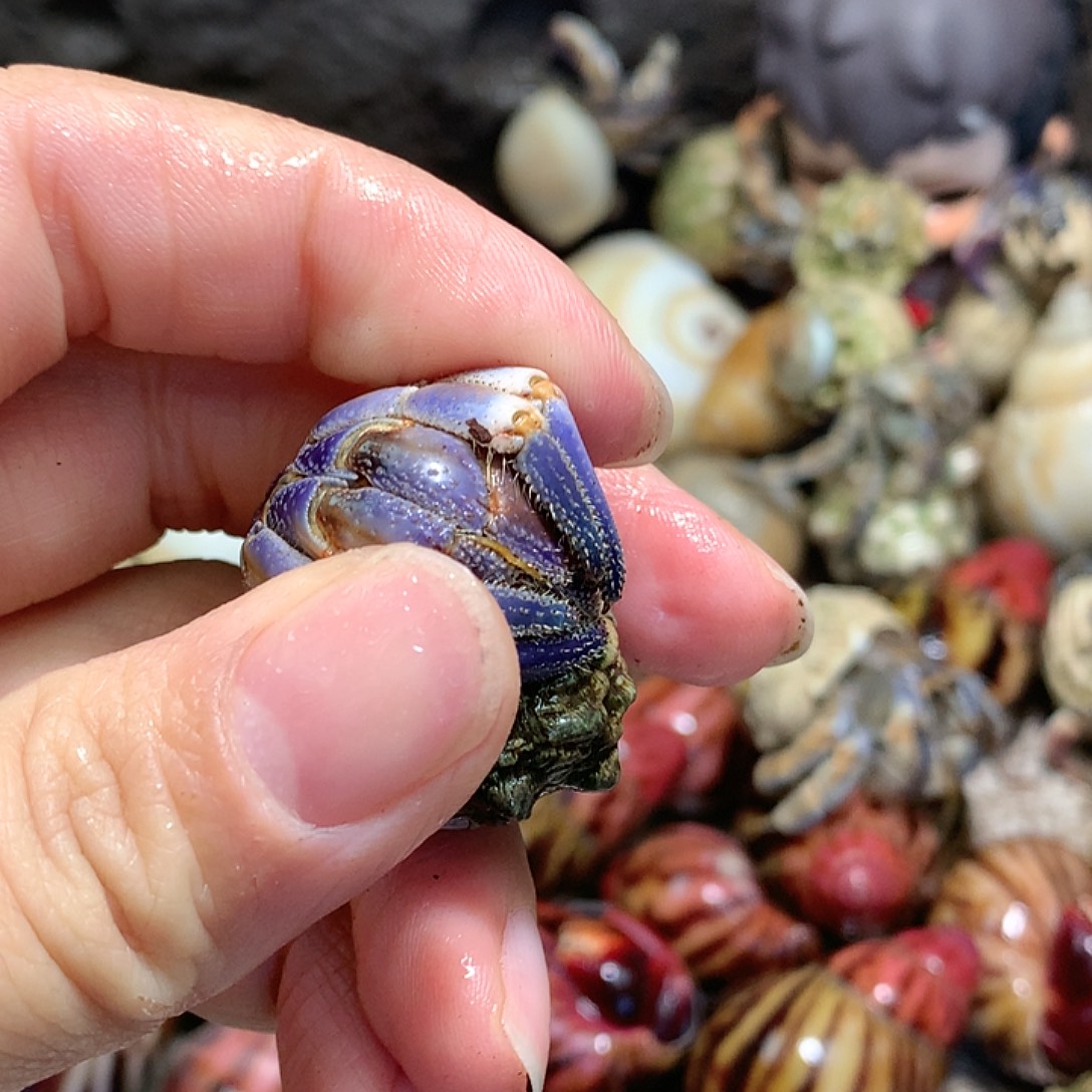 2.1口径奔跑的寄居蟹6号