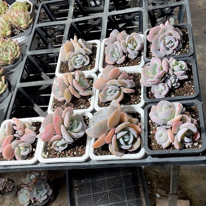 多头奶茶精品多肉植物